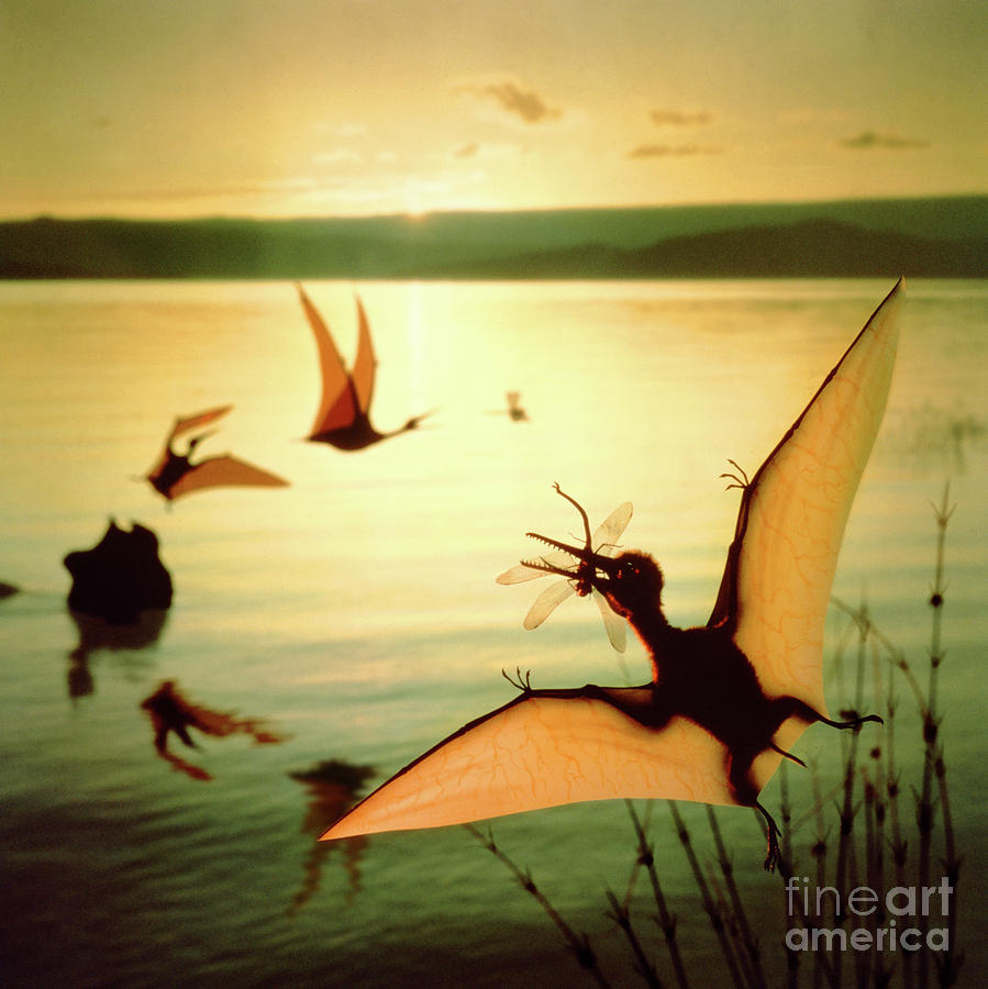 Pterosaurs at Lake Baringo Photograph by Warren Photographic