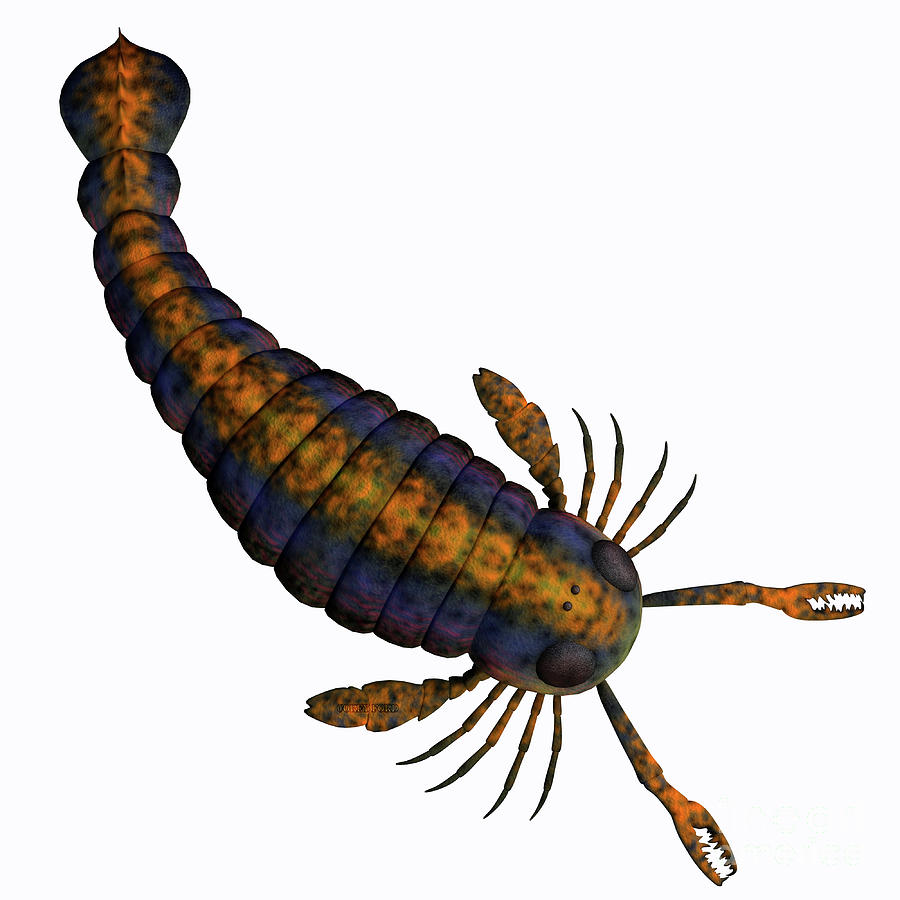 Pterygotus Scorpion Tail by Corey Ford Pterygotus Scorpion Tail by Corey Ford