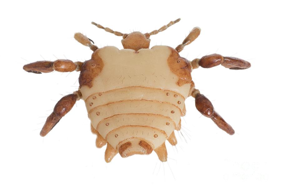 Wildlife Photograph - Pubic Louse Wax Model by Natural History Museum, London/science Photo Library