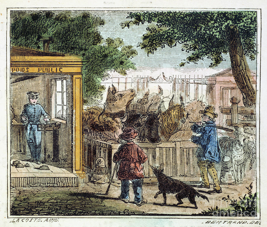 Public Weighbridge Used To Weigh Cattle Drawing by Print Collector