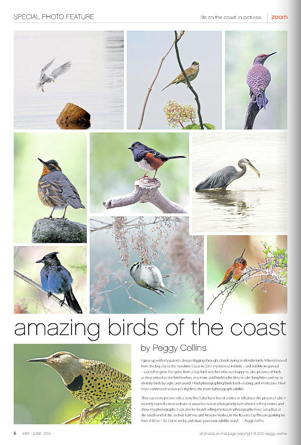 Published in Zoom Magazine - May - June 2010 - Birds of the Coast Photograph by Peggy Collins