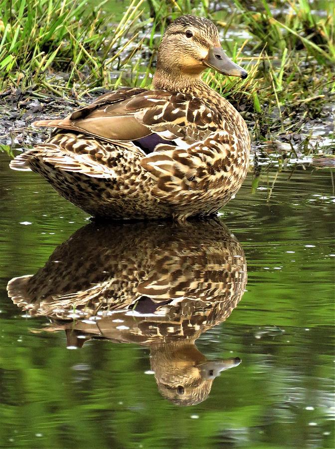 Puddle Duck  Photograph by Lori Frisch