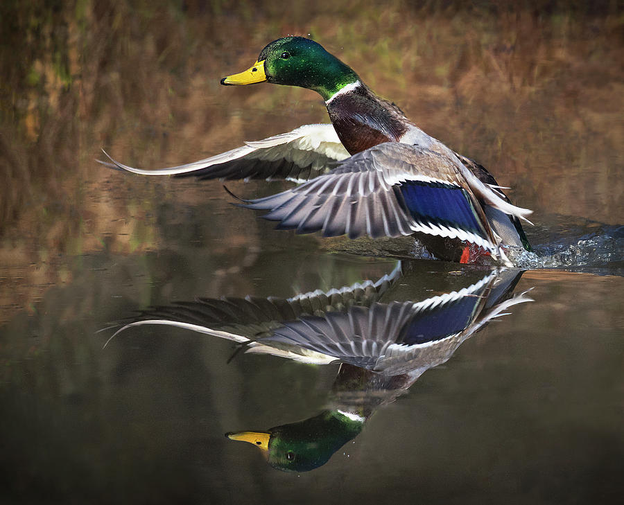 Duck Photograph - Puddle Jump Reflection by Art Cole