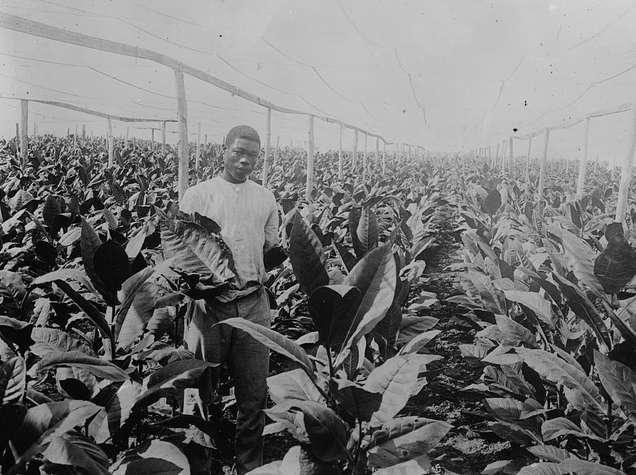 Puerto Rico -- Raising tobacco under Cheese Cloth Painting by Unknown ...