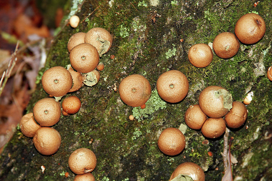 Puffball Mushrooms  Digital Art by Tom Janca