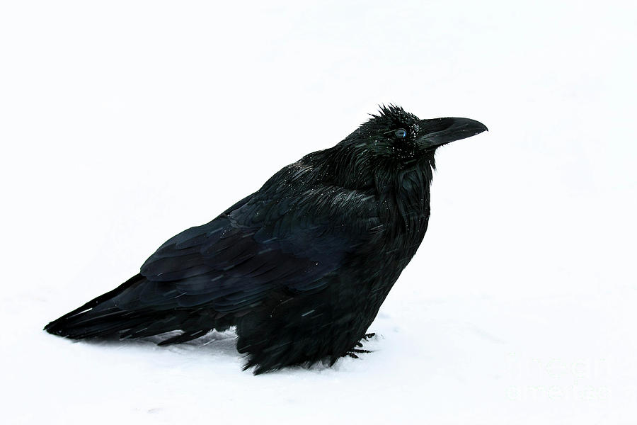 Puffed up bird black raven Corvus corax Corvidae standing in a c Photograph by Robert C Paulson Jr