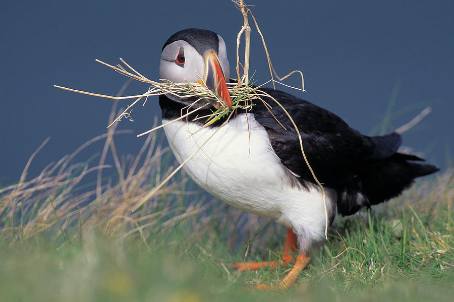 Puffin       Fratercula Arctica Photograph by Nhpa