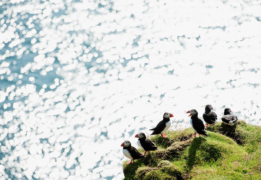 Puffin And Sea Photograph by Roine Magnusson