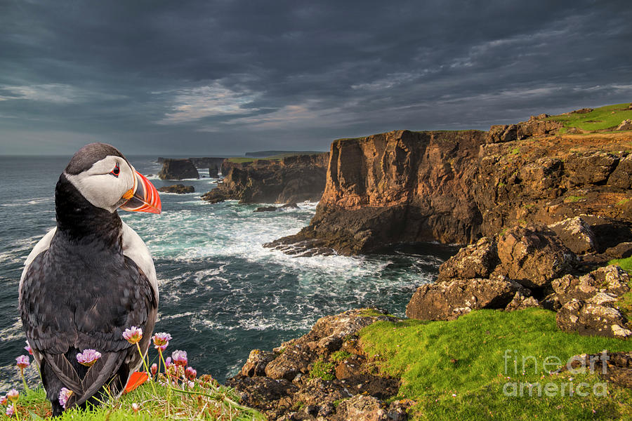 Puffin at Eshaness, Scotland Photograph by Arterra Picture Library