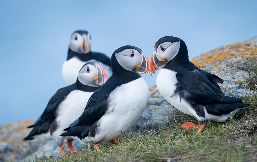 Puffin Buddies Photograph by Harvey Zhang - Fine Art America