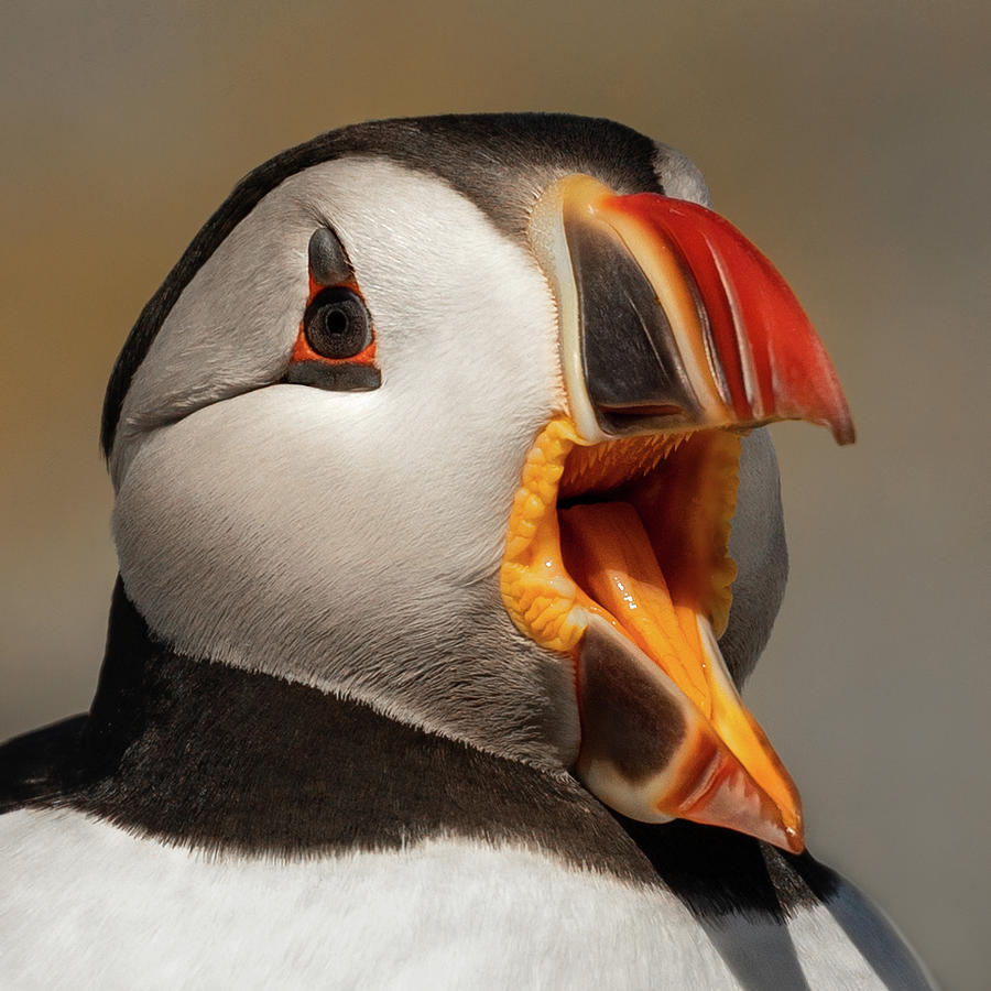 Puffin Call Photograph by C  Renee Martin