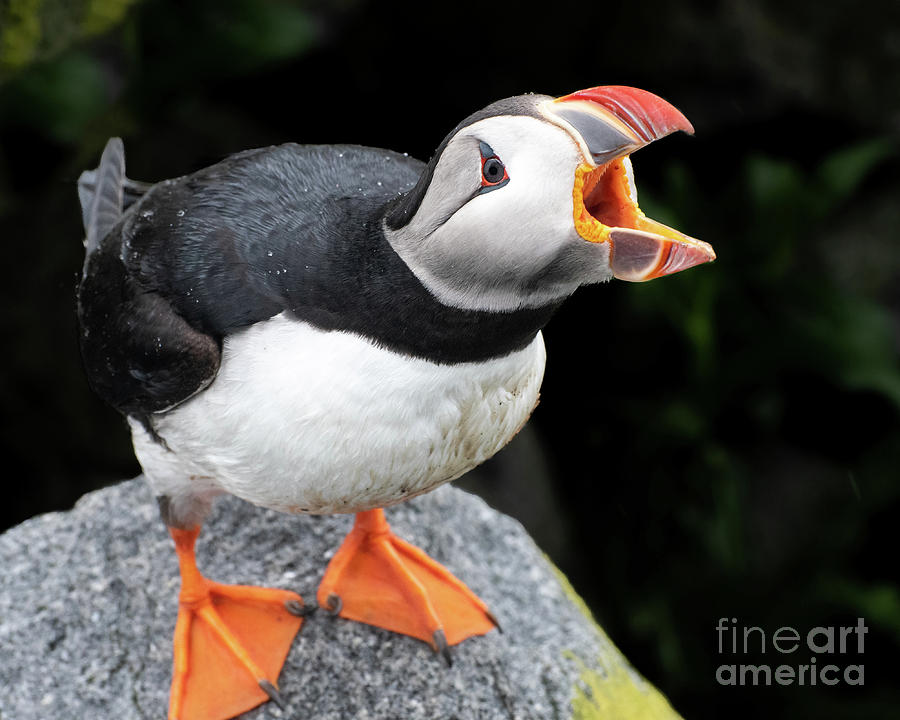Puffin Calling Photograph by Amy Porter