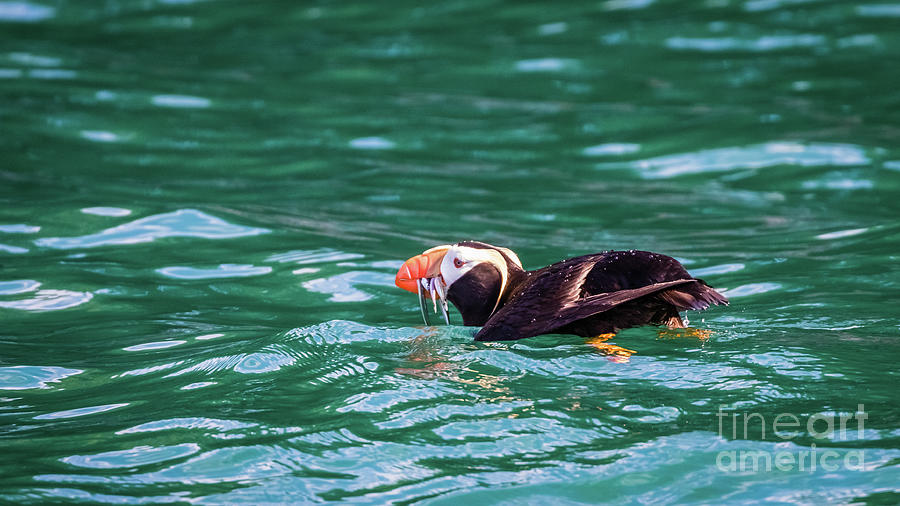 Puffin fishing in Resurrection Bay, Alaska Photograph by Lyl Dil Creations