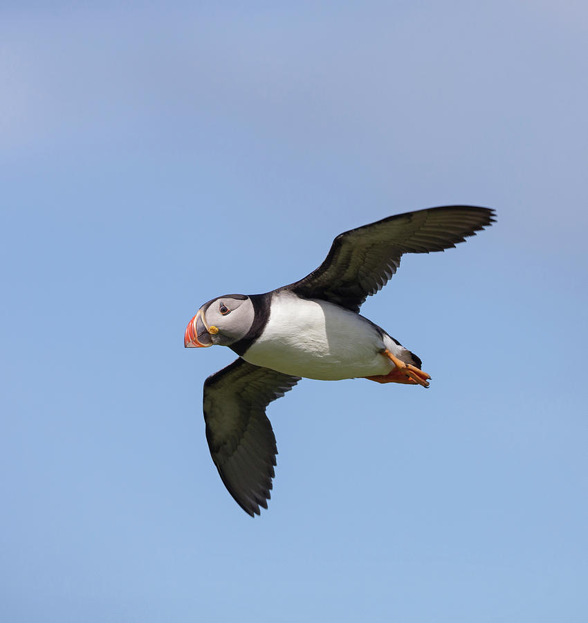 Puffin Flyby Photograph by Pete Walkden