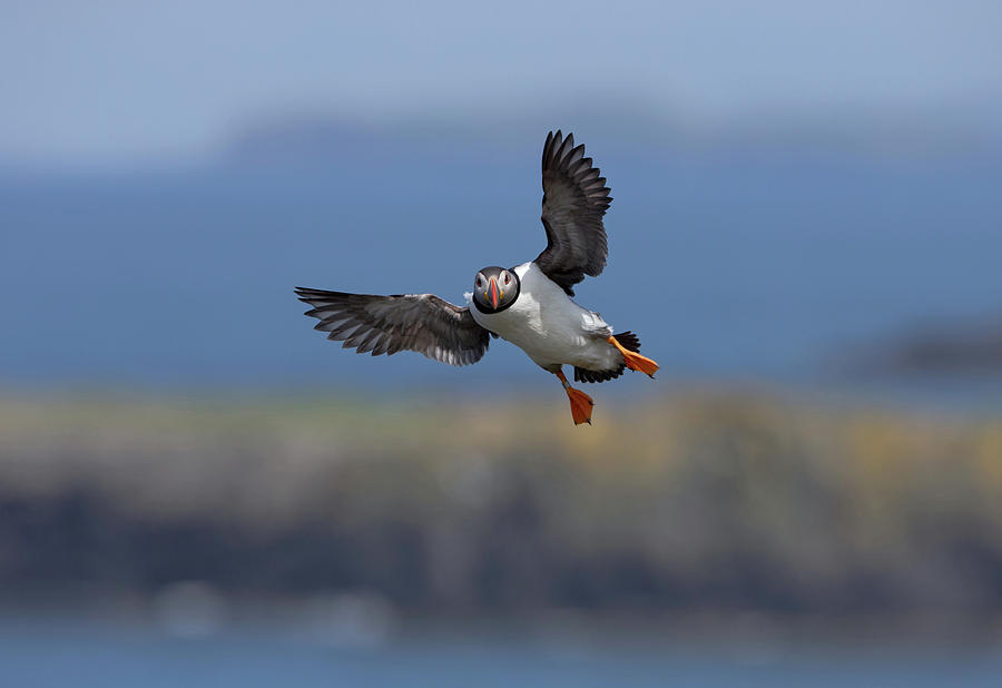 Puffin Flying Into Lunga Photograph by Pete Walkden