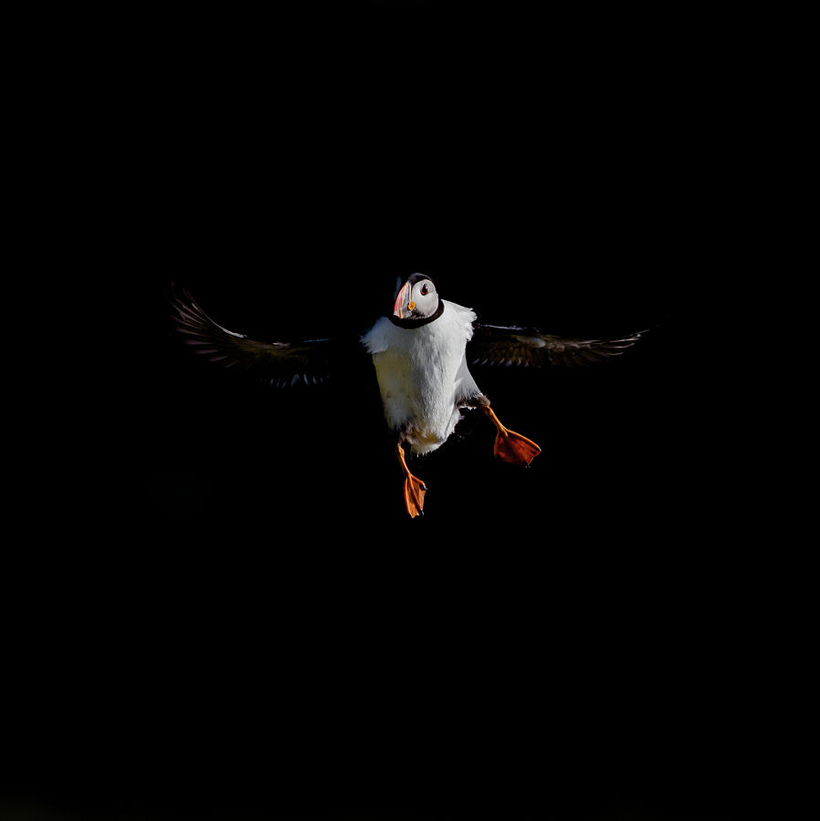 Puffin Flying On Black Photograph by Pete Walkden