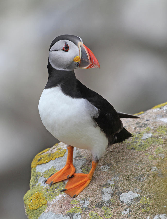 Puffins of the World Poster Print