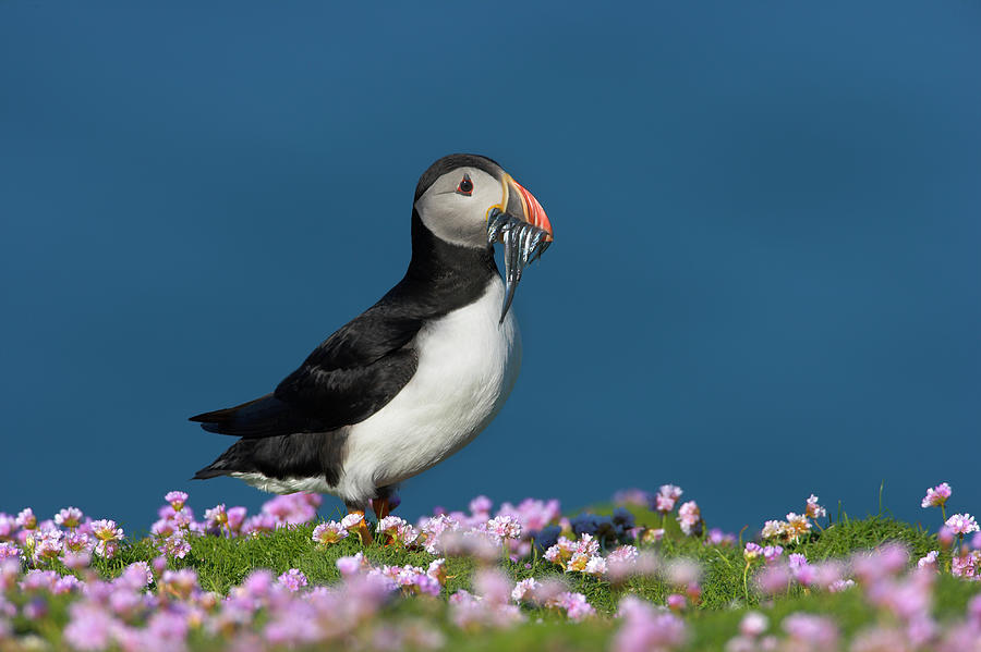 Puffin Fratercula Arctica With Sand Eel Photograph by Nhpa - Fine Art ...