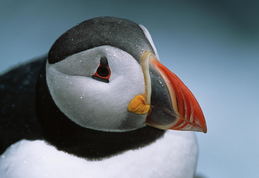Puffin Head Detail Fratercula Arctica Photograph by Nhpa