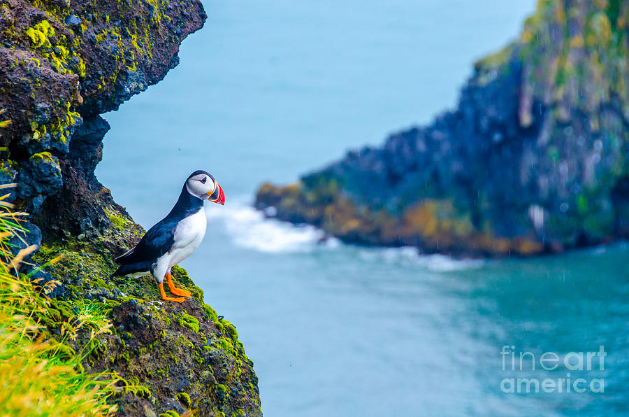 Icelandic Photograph - Puffin - Iceland by Simon Dannhauer Icelandic Photograph - Puffin - Iceland by Simon Dannhauer