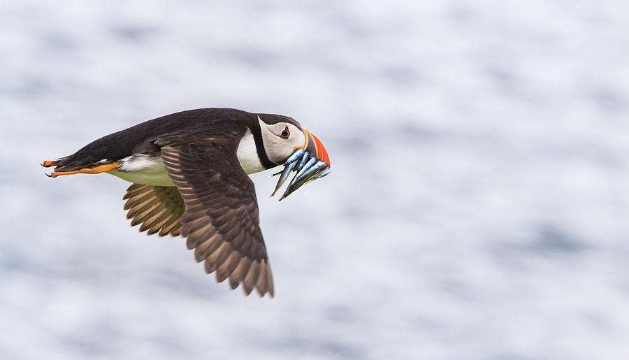 Puffin In Flight Carrying Sand Eels Photograph by Mark Ellison Photography