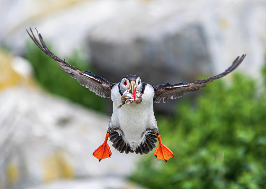 Puffin in Flight Photograph by Scene by Dewey