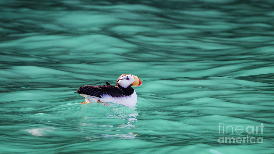 Puffin in Resurrection Bay, Alaska Photograph by Lyl Dil Creations