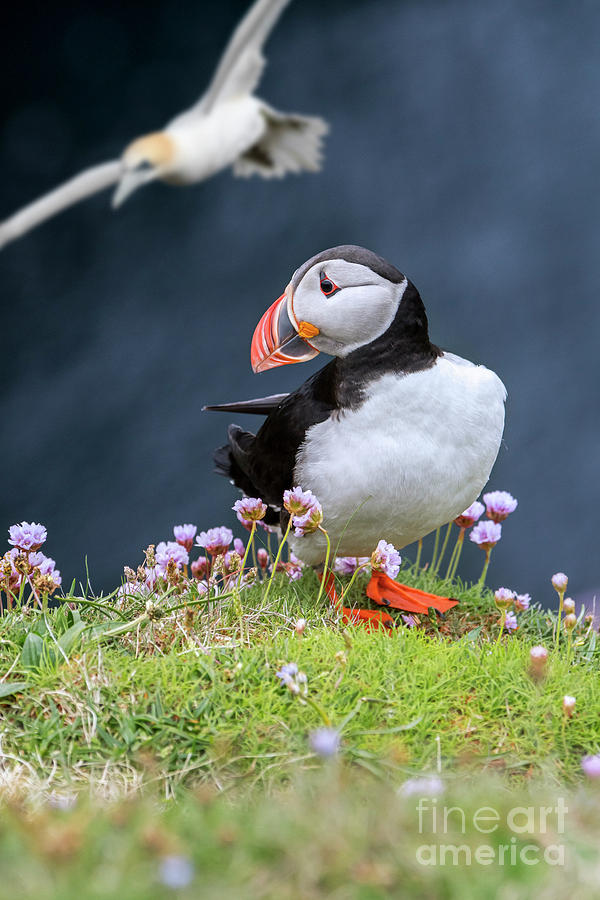 Puffin in Shetland Photograph by Arterra Picture Library