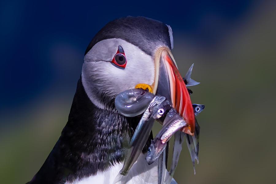 Puffin Photograph - Puffin by James Bian