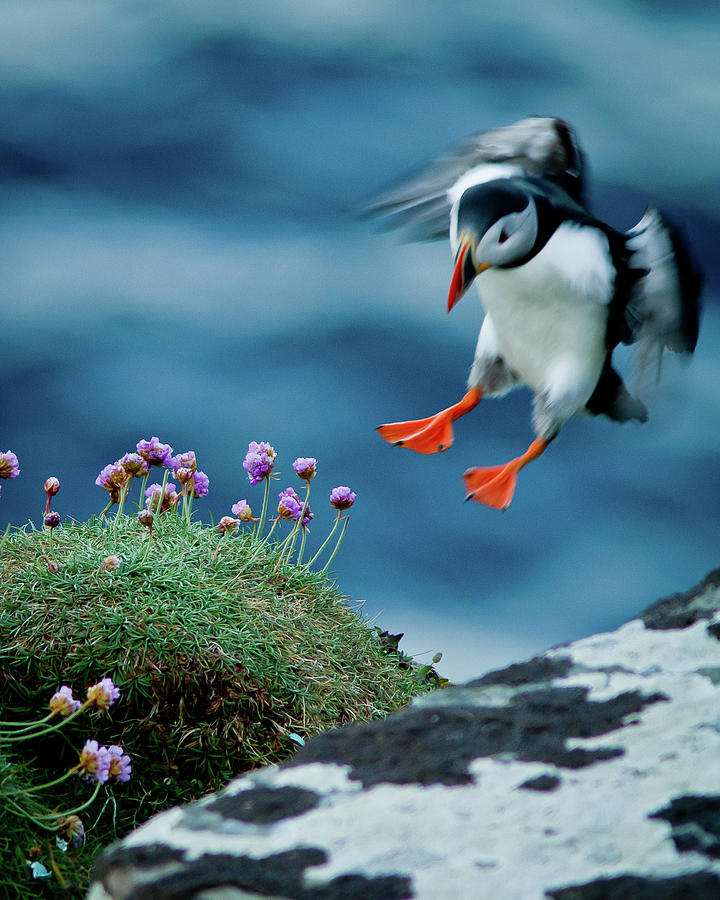 Puffin Landing Photograph by Conradmack