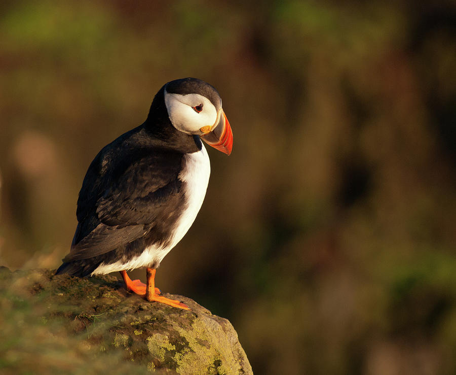 Puffin On Cliff Photograph by Sisifo73photography By Marco Romani