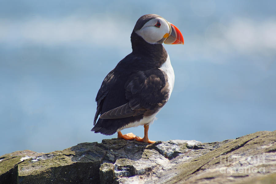 Puffin on clifftop. Photograph by David Birchall