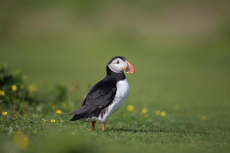Puffin On Green Photograph by Pete Walkden