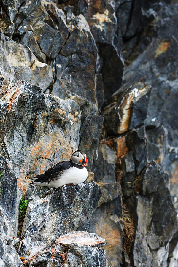 Puffin On Kross Fjord Cliff Photograph by Heike Odermatt