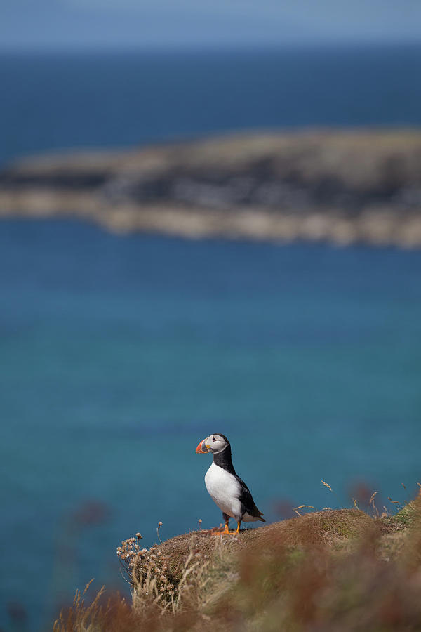 Puffin On Lunga Photograph by Pete Walkden