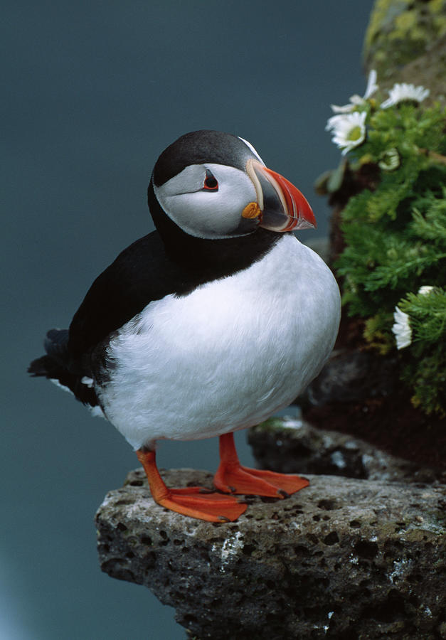 Puffin On Rock Shelf Fratercula Arctica Photograph by Nhpa