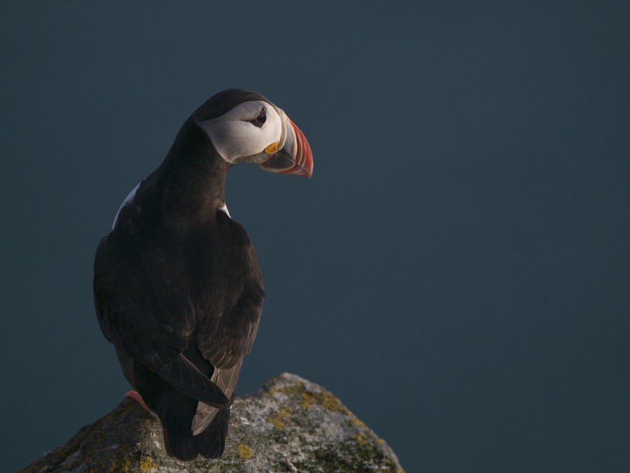 Puffin Photograph - Puffin On The Lookout by Olof Petterson