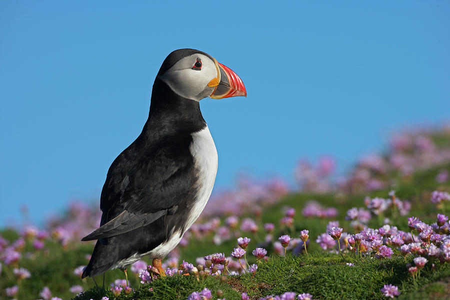 Puffin Outside Burrow Fratercula Photograph by Nhpa