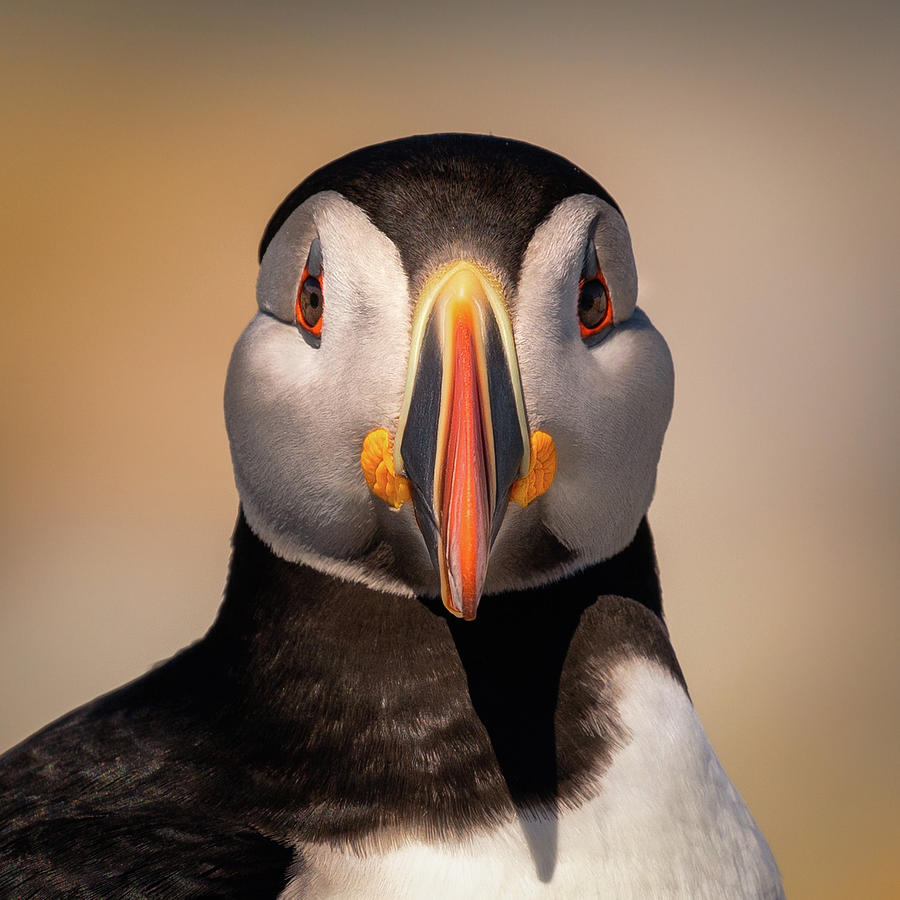 Puffin Portrait  Photograph by C  Renee Martin