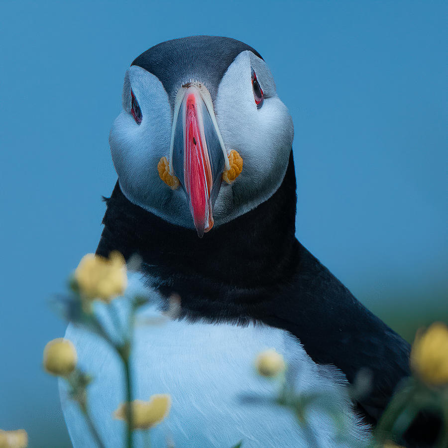 Wildlife Photograph - Puffin Portrait by Chao Feng