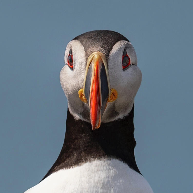 Puffin Portrait Front Photograph by C  Renee Martin
