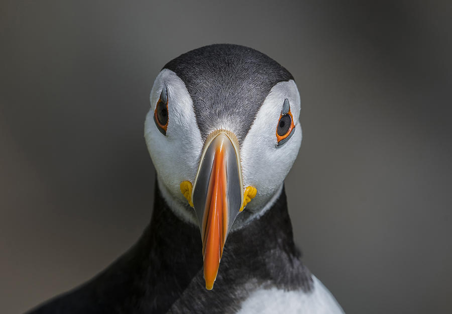 Puffin Photograph - Puffin Portrait by Kenny Goodison