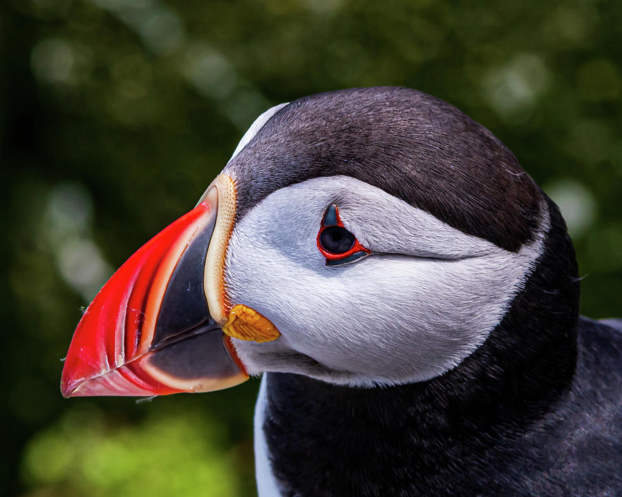 Puffin Profile Photograph by Scene by Dewey