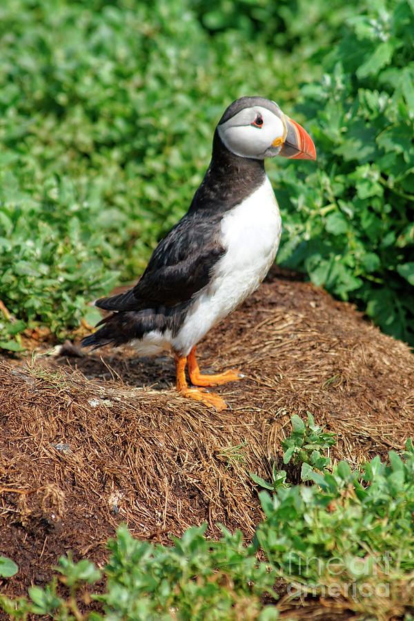 Puffin Profile Photograph by David Birchall