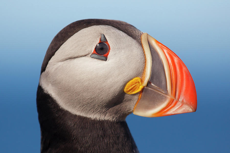 Puffin Profile Photograph by Galaxiid