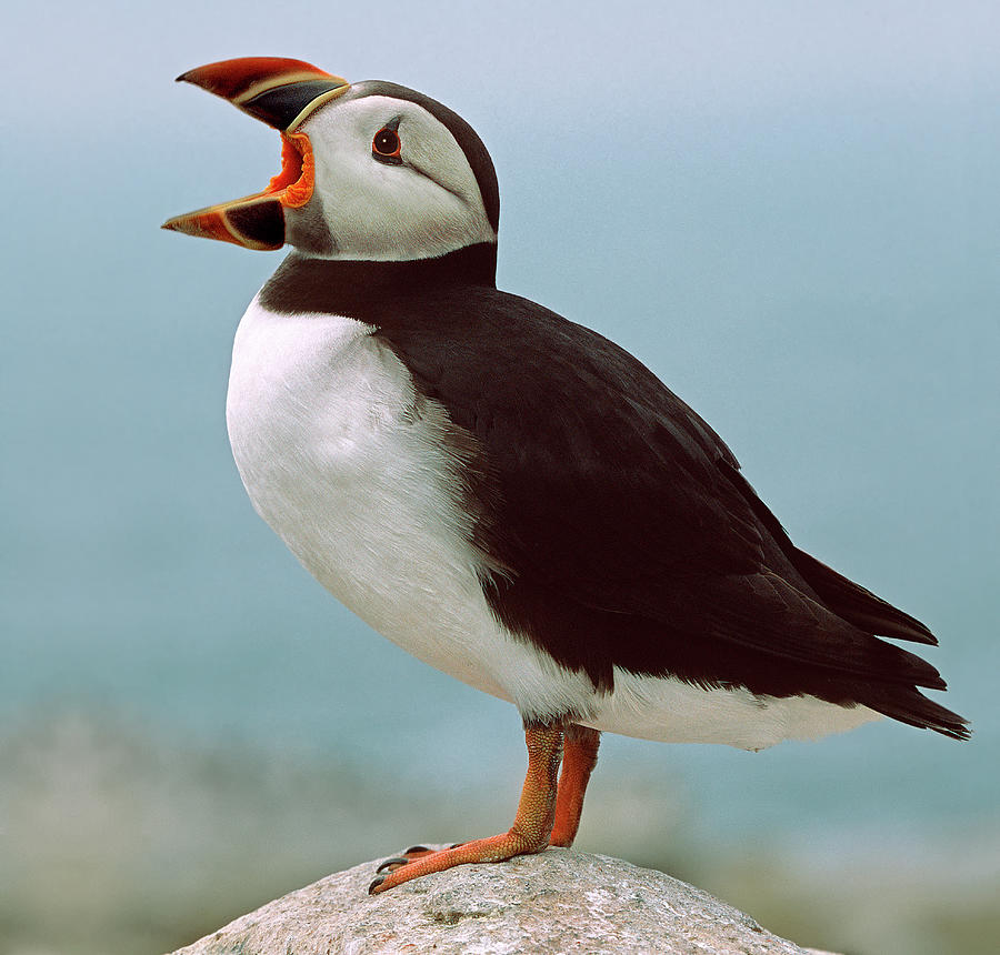 Puffin Profile Photograph by Jerry Fornarotto