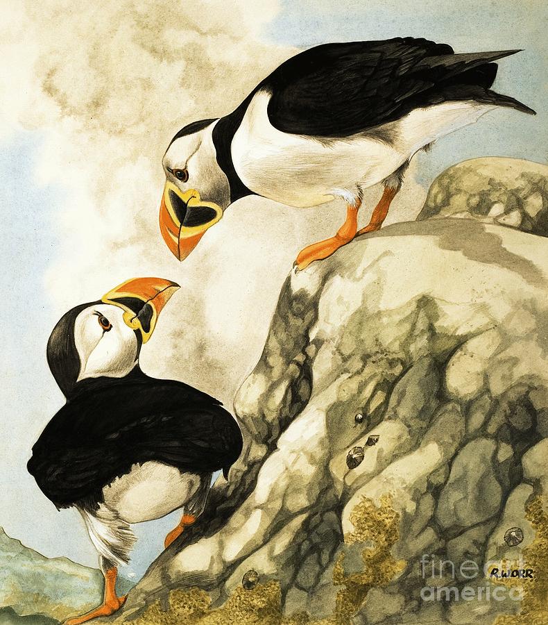 puffin artwork