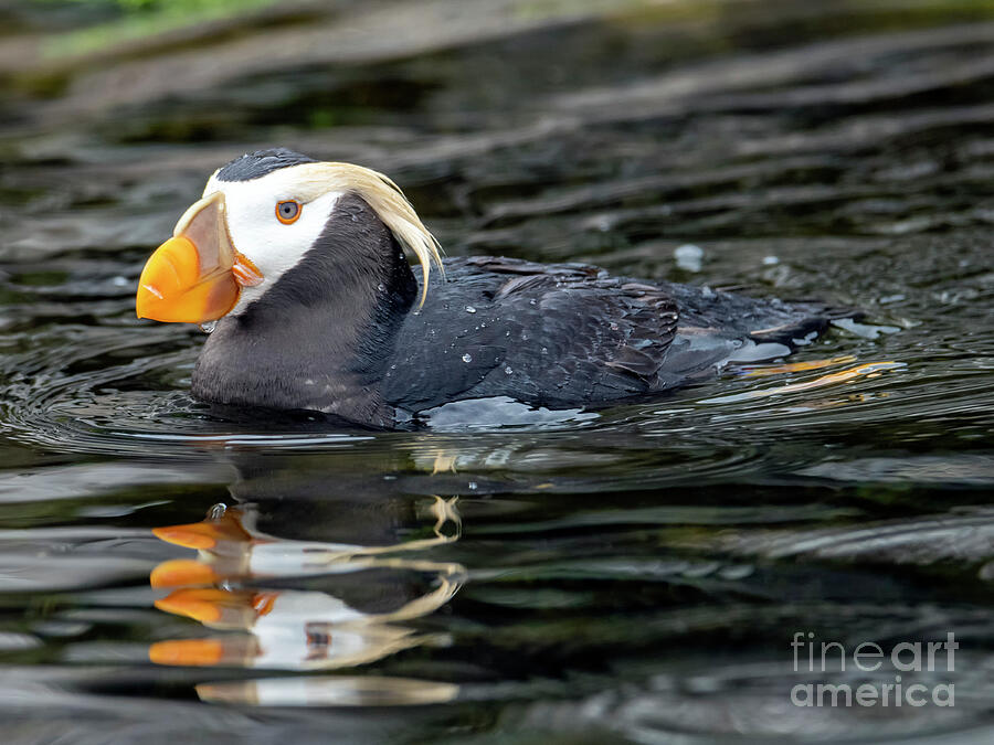 Puffin Reflections Photograph by Michael Dawson
