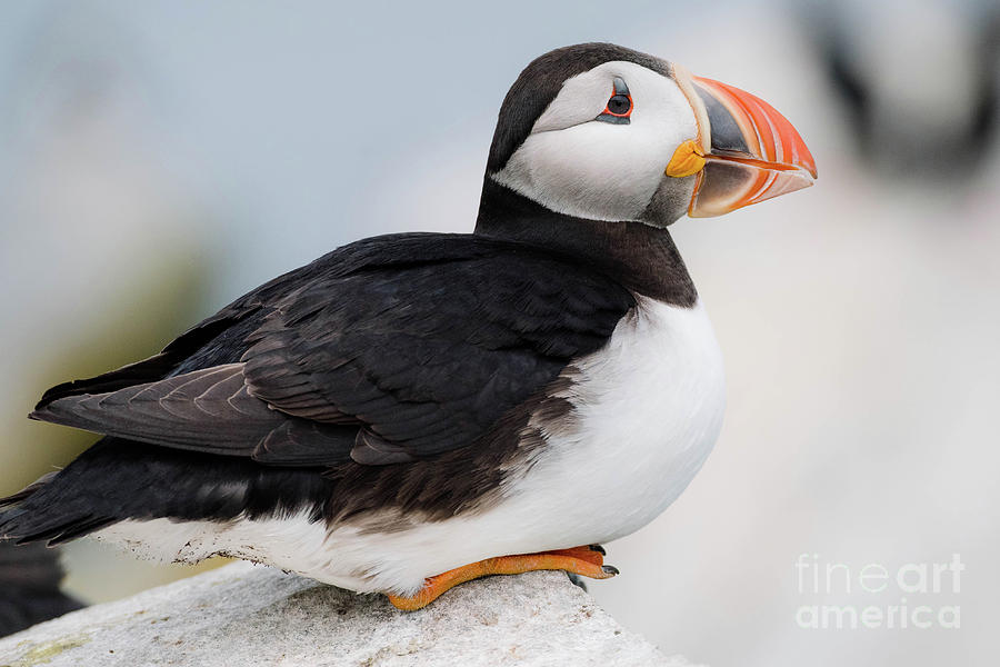 Puffin by Susan Garver Puffin by Susan Garver