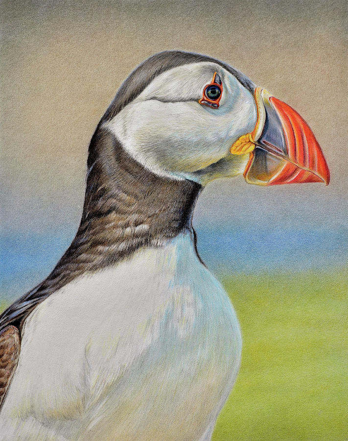 Puffin Drawing - Puffin by Suzanne Hough